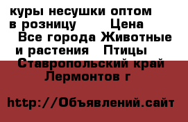 куры несушки.оптом 160 в розницу 200 › Цена ­ 200 - Все города Животные и растения » Птицы   . Ставропольский край,Лермонтов г.